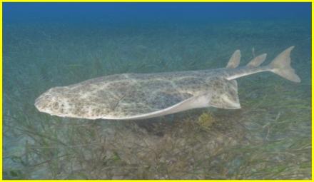 Ангельська Акула: Мисливець-Невидимка