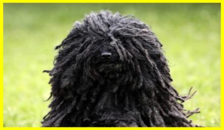 Угорська Вівчарка Пулі