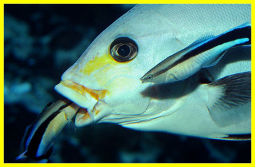 Дива підводного світу - Риба-лікар