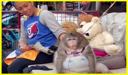 An obese monkey at a market in Bangkok