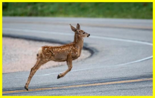 Unique behavior of animals bouncing in the air