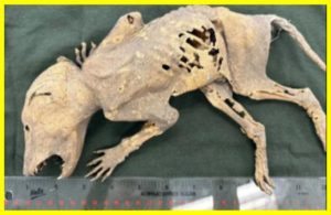 Загадкова мумія тварини з людськими руками