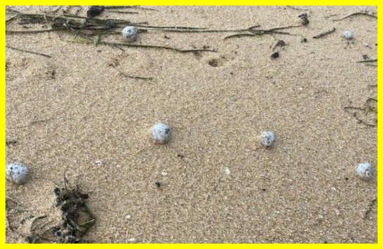 Таємничі кулі на пляжах Австралії