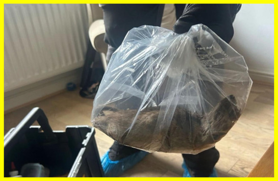 У Великобританії зловили найбільшого щура