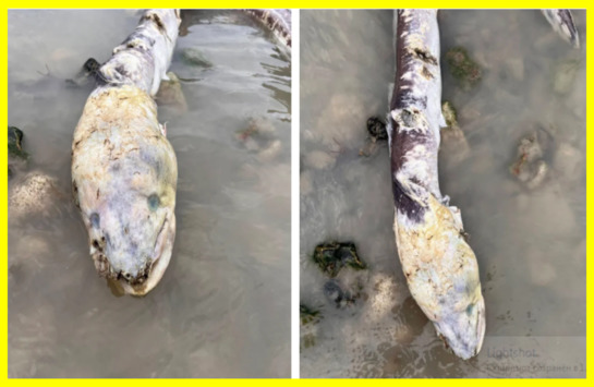 Загадкова риба-зомбі на пляжі Уортінгу