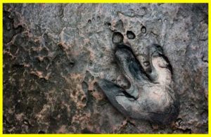 Сенсаційне відкриття: тисячі слідів динозаврів у національному парку Стельвіо в Альпах