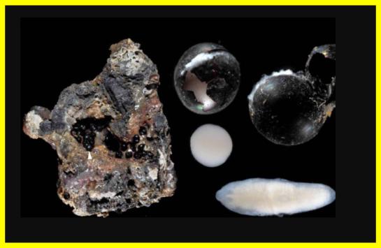 Mysterious Black Eggs Found 20,000 Feet Deep in the Pacific Reveal Shocking Secret